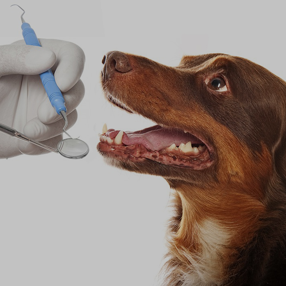 Dierenarts behandelt het gebit van een hond met scherpe instrumenten